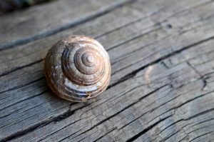 A snail house parked on a wooden step