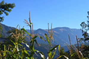 Sweet corn plant enjoying the mountain sun